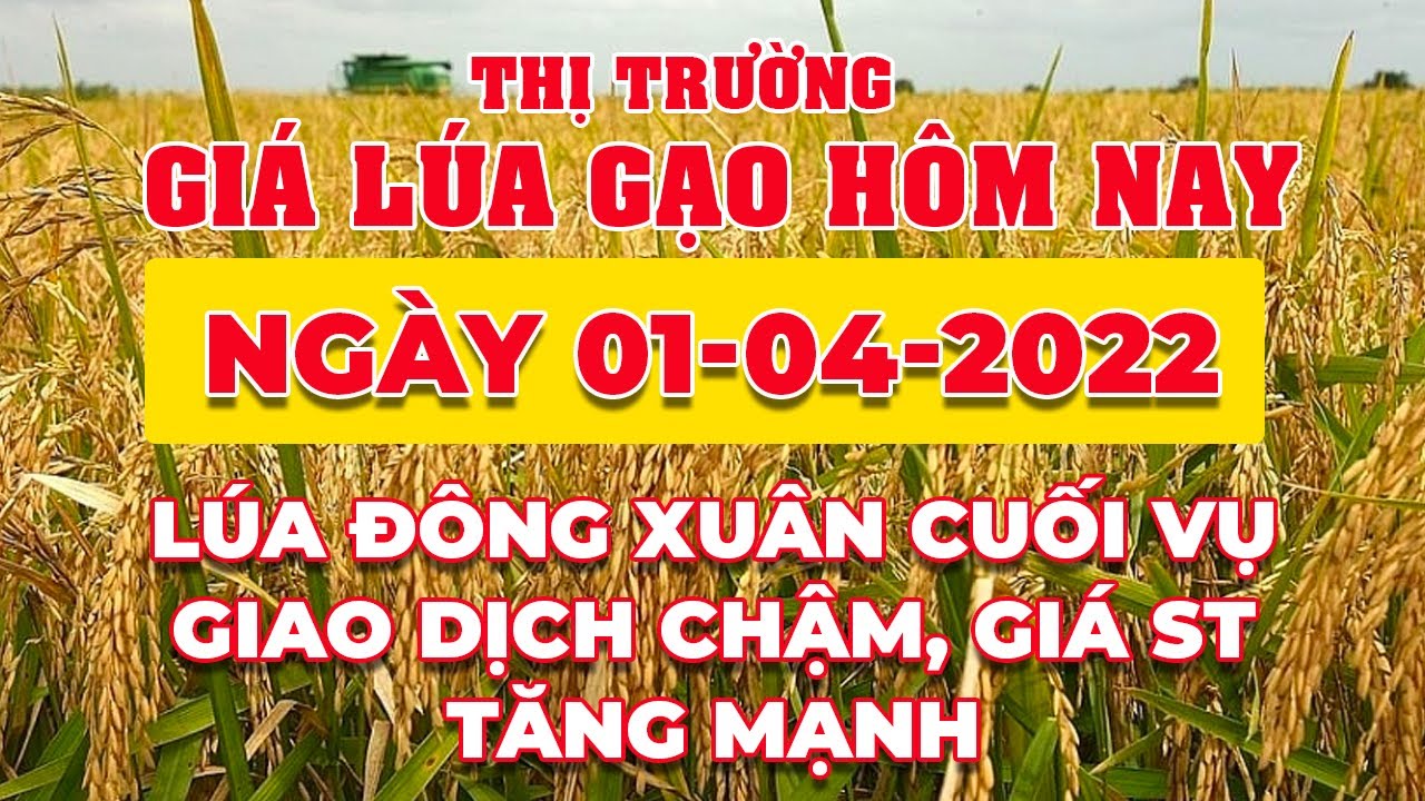 rice and paddy prices today