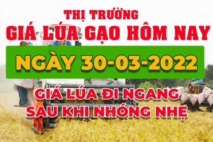 rice and paddy prices today