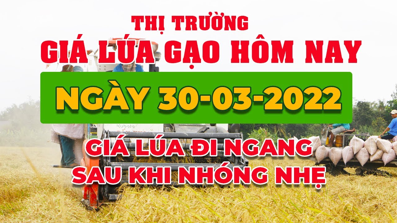 rice and paddy prices today