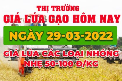 rice and paddy prices today