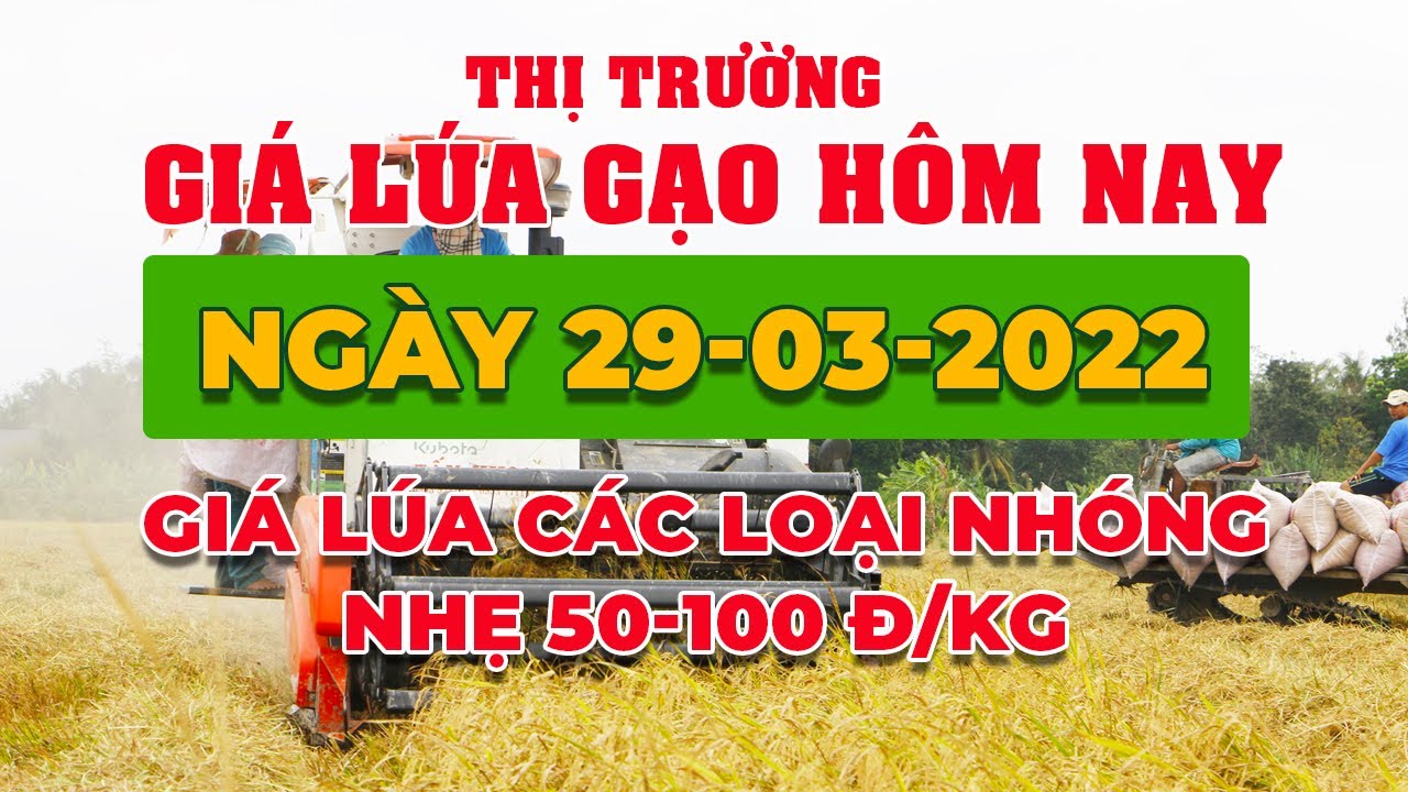rice and paddy prices today