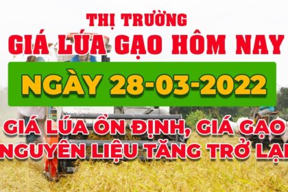 rice and paddy prices today