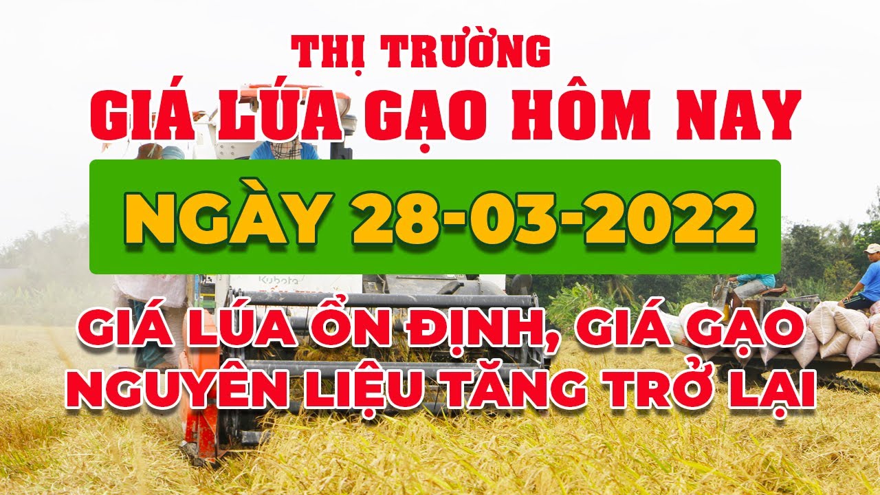 rice and paddy prices today