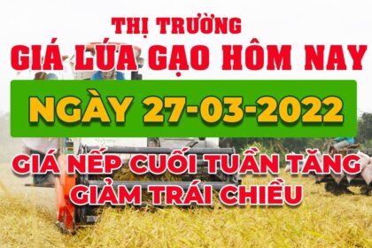 rice and paddy prices today