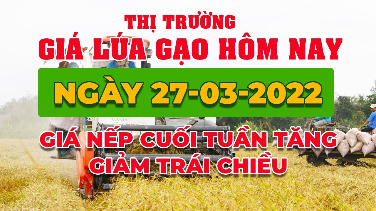 rice and paddy prices today