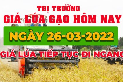 rice and paddy prices today