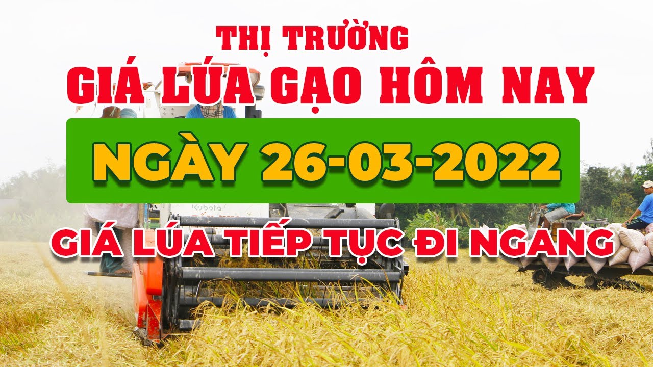 rice and paddy prices today
