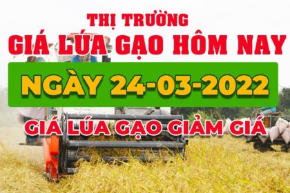 rice and paddy prices today