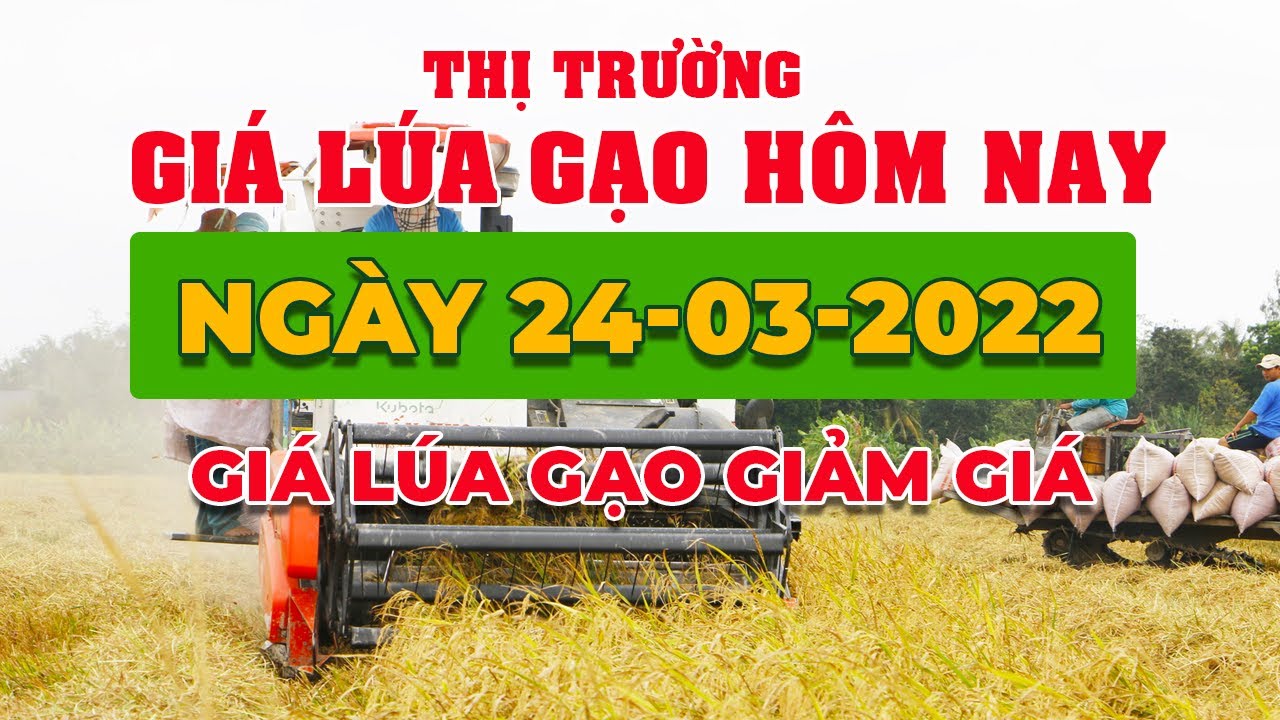 rice and paddy prices today