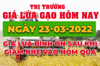rice and paddy prices today