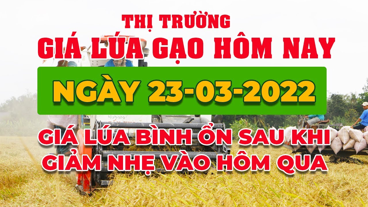 rice and paddy prices today