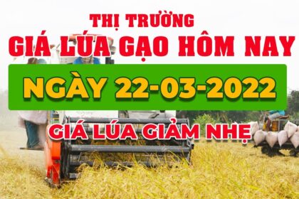 rice and paddy prices today