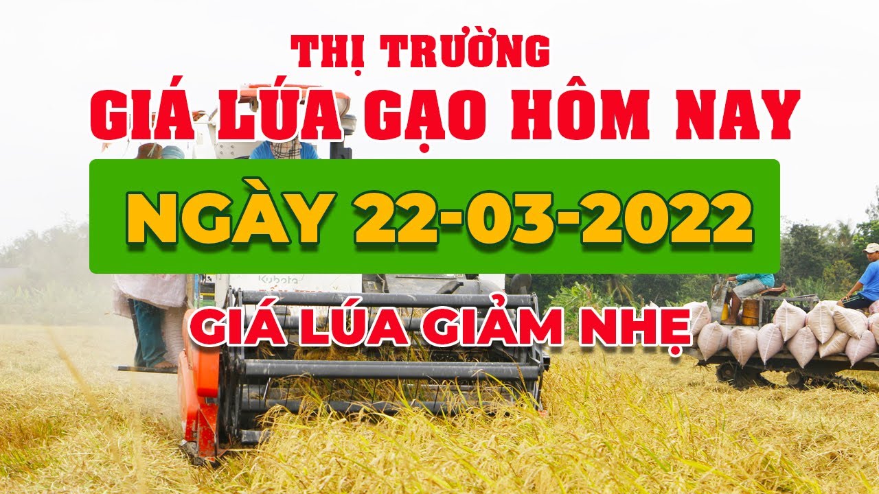 rice and paddy prices today
