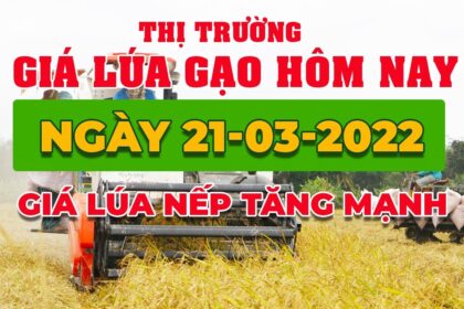 rice and paddy prices today