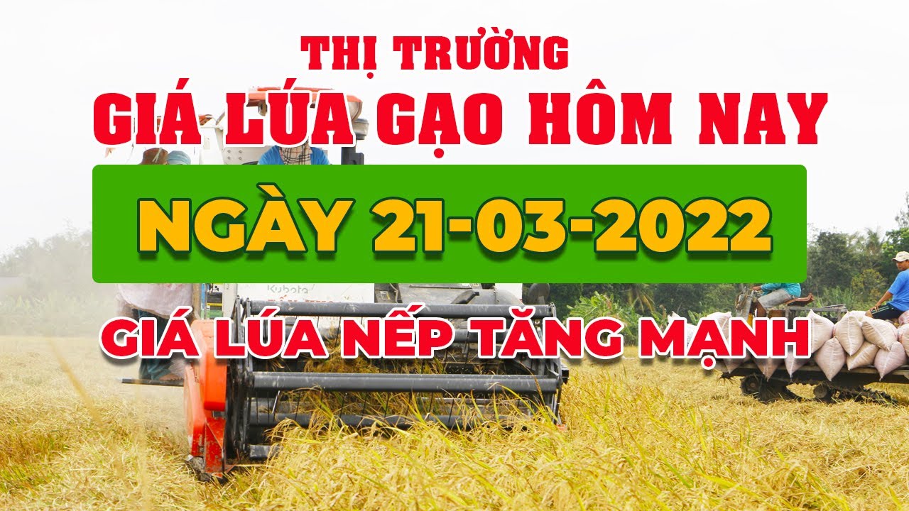 rice and paddy prices today