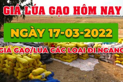 rice and paddy prices today