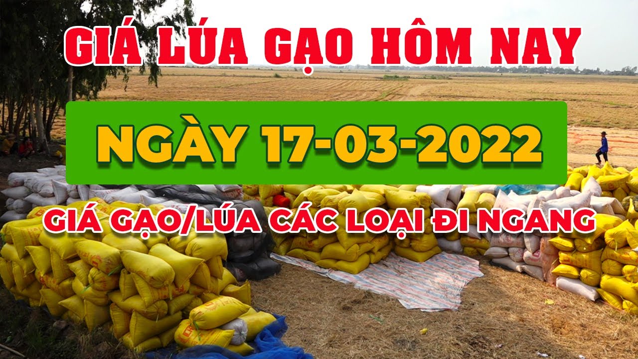rice and paddy prices today