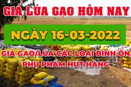 rice and paddy prices today