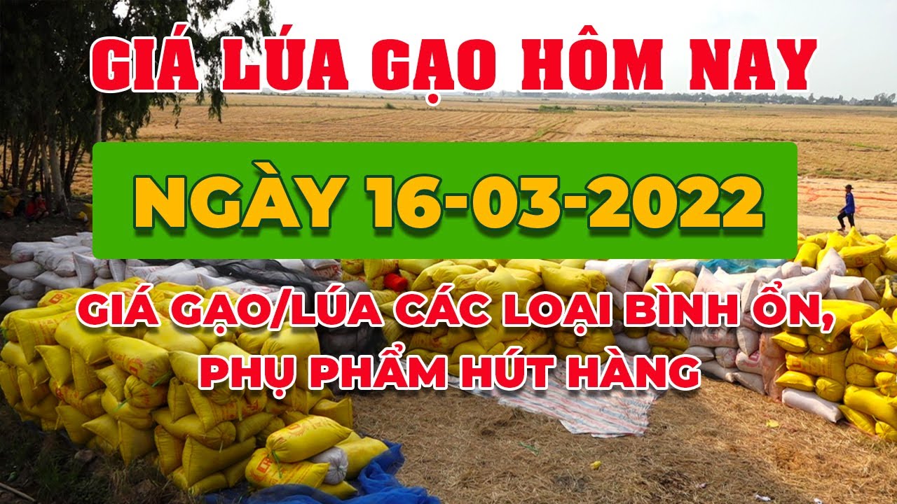 rice and paddy prices today