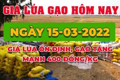 rice and paddy prices today