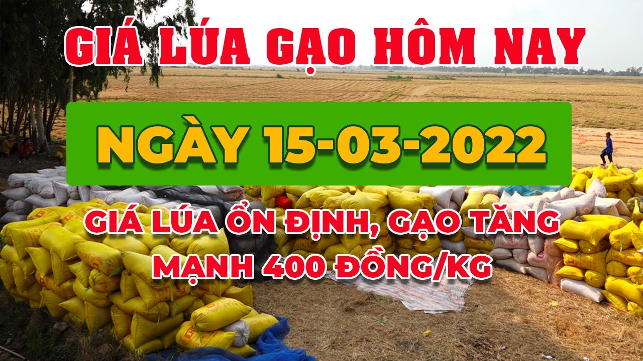 rice and paddy prices today