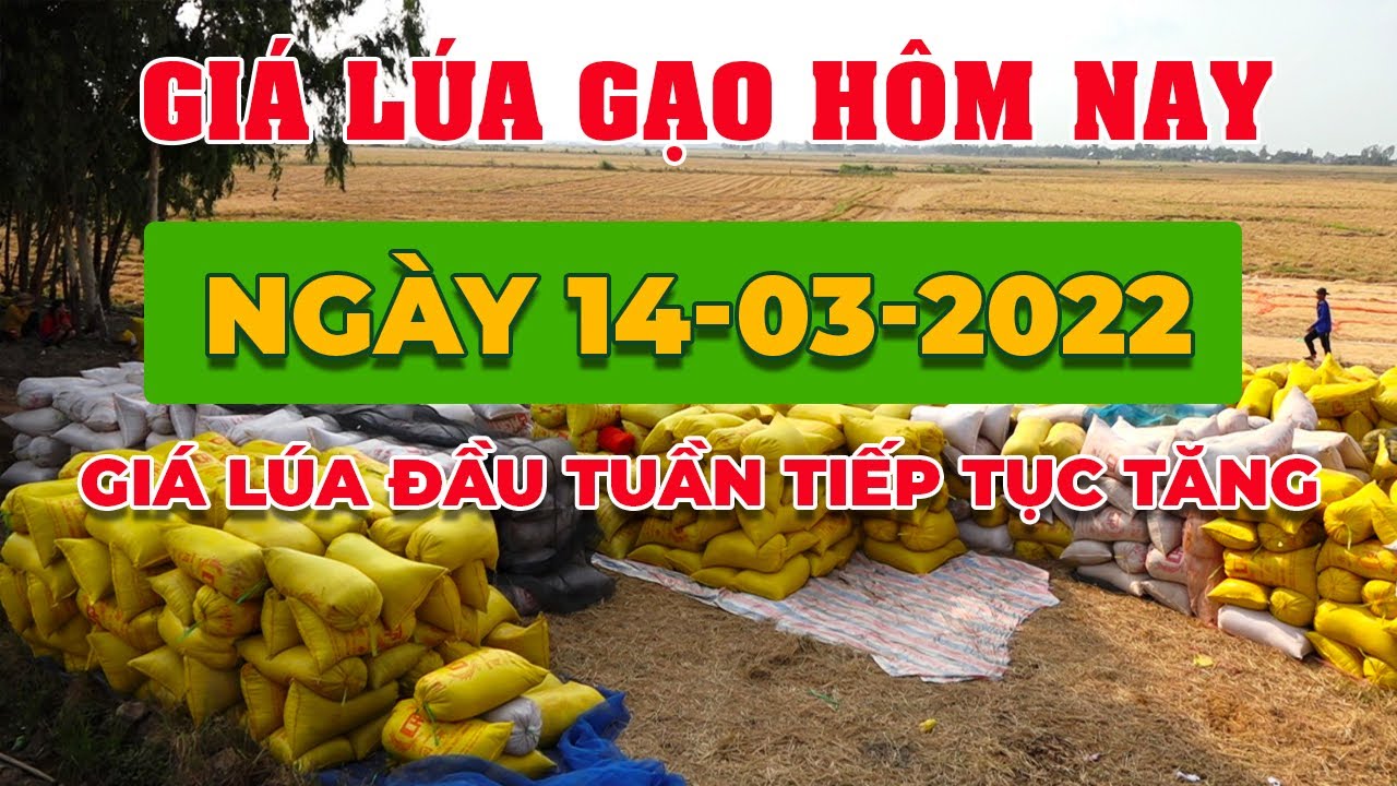 rice and paddy prices today