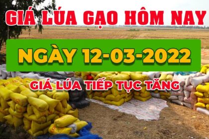 rice and paddy prices today