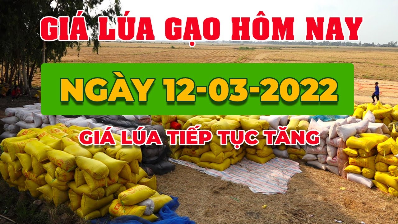 rice and paddy prices today
