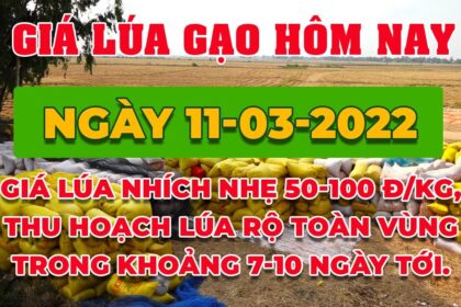rice and paddy prices today
