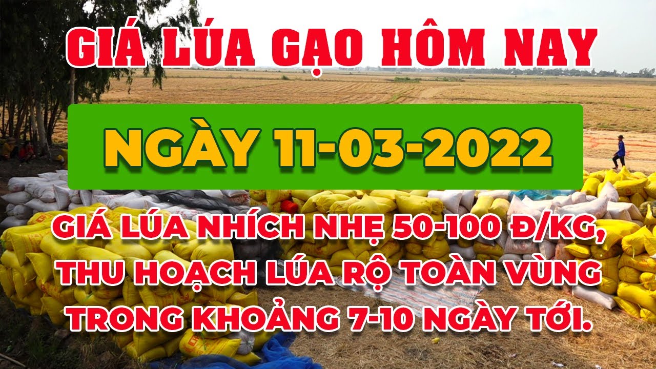 rice and paddy prices today