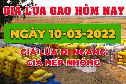 rice and paddy prices today