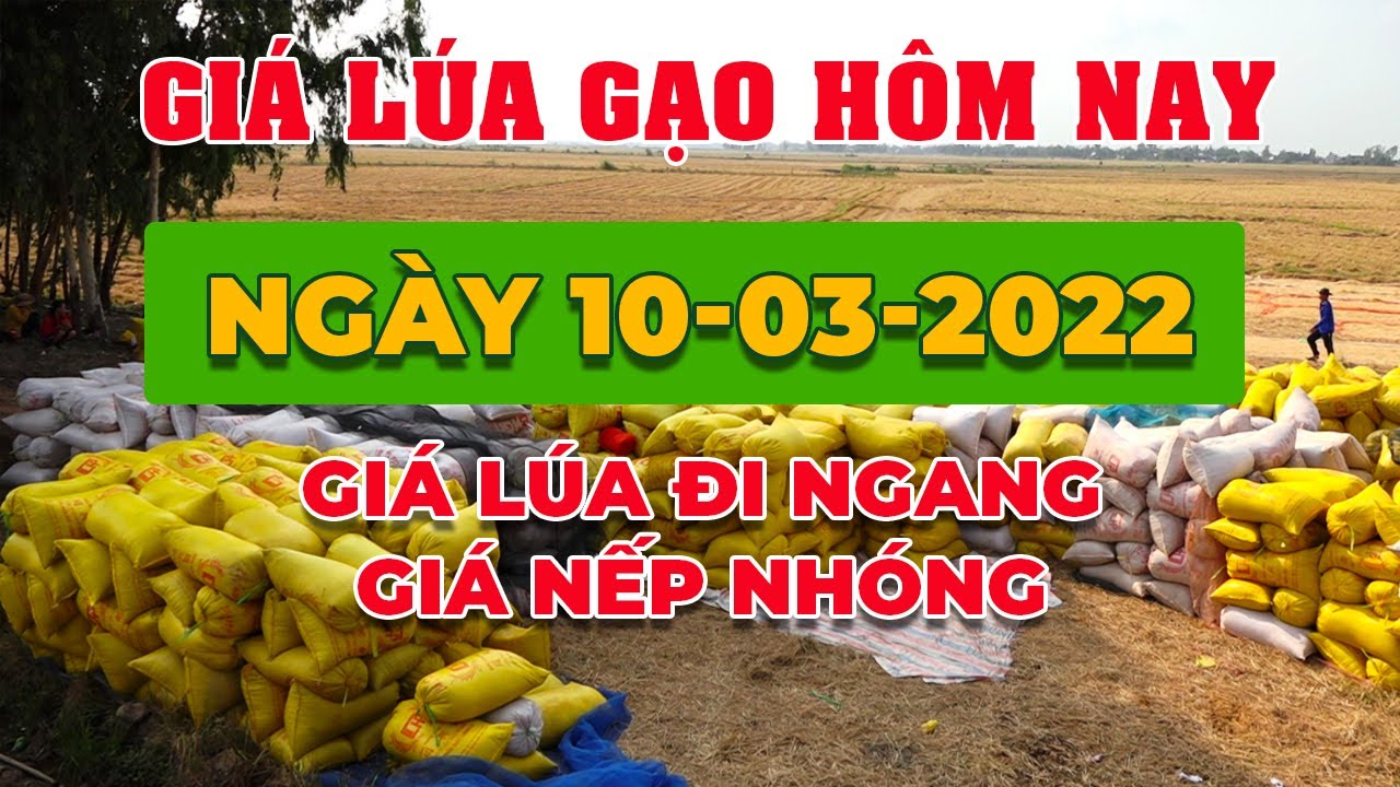 rice and paddy prices today