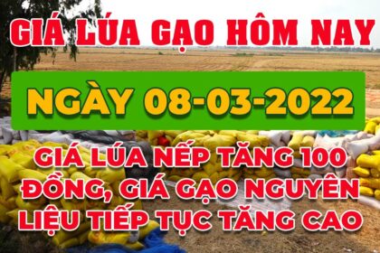 rice and paddy prices today