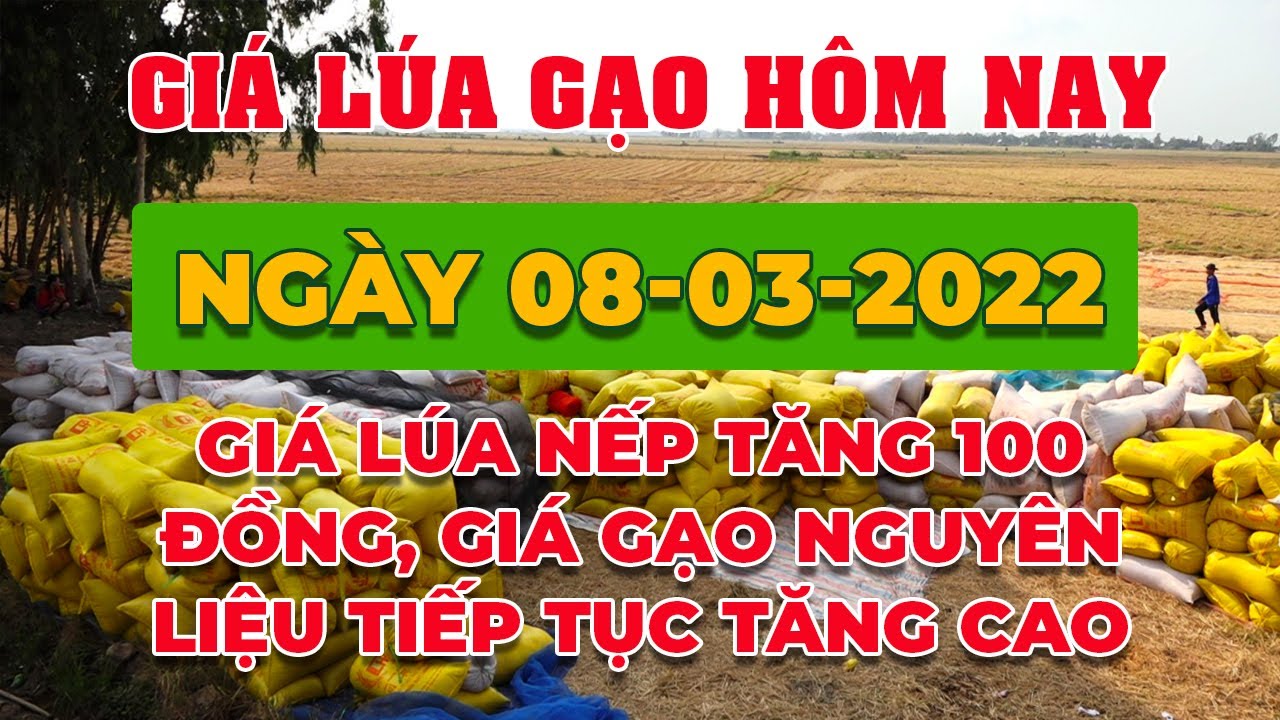 rice and paddy prices today