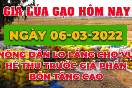 rice and paddy prices today