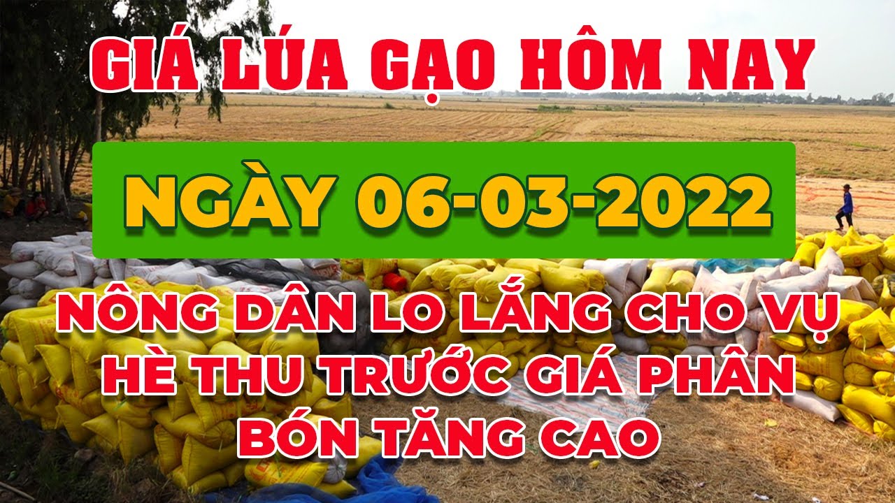 rice and paddy prices today