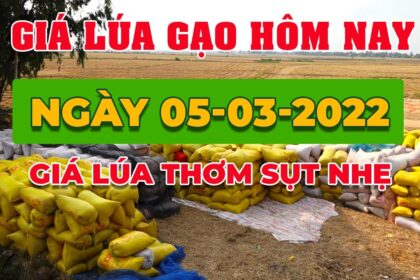 rice and paddy prices today