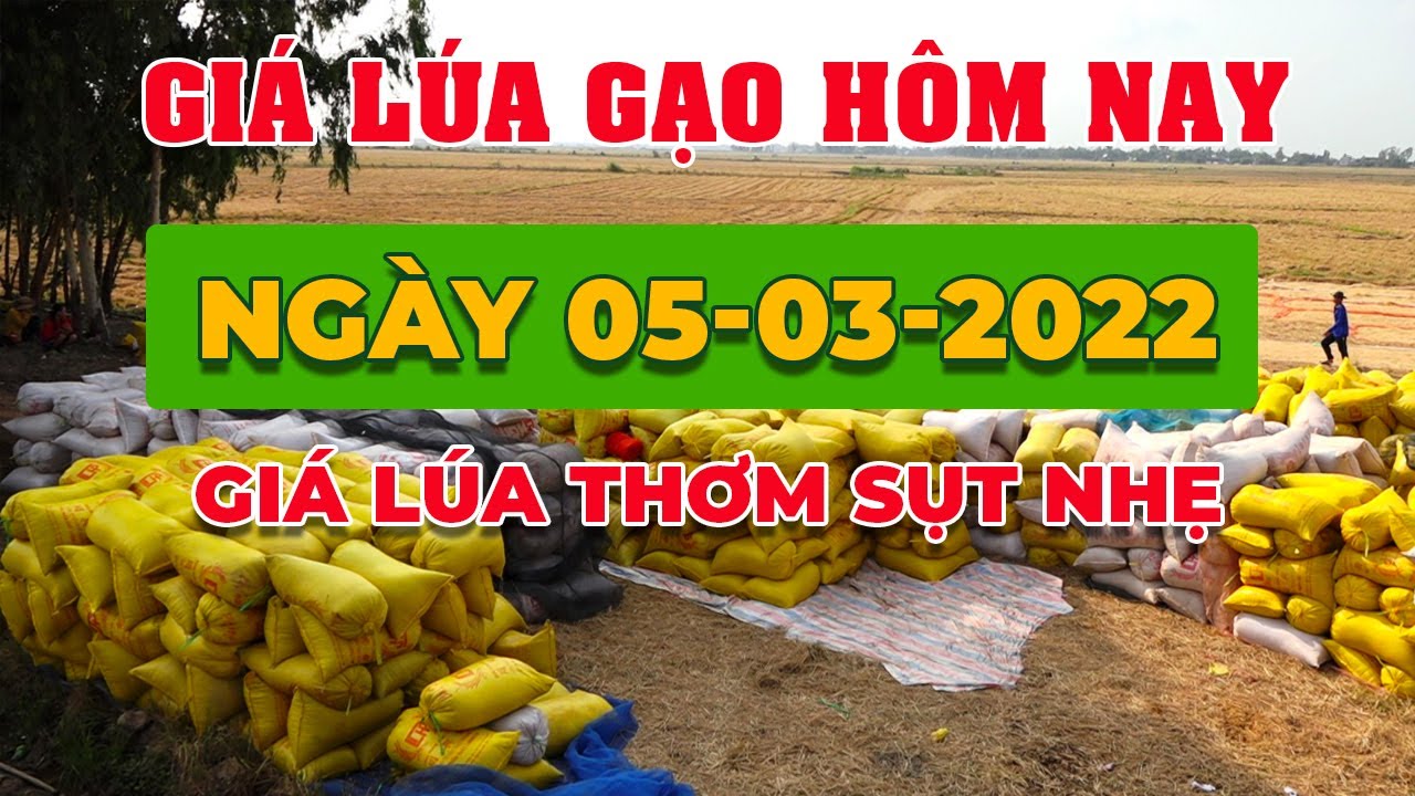 rice and paddy prices today