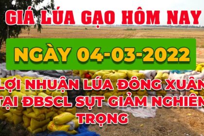 rice and paddy prices today