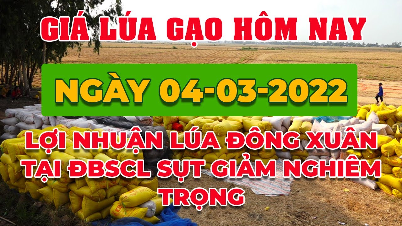 rice and paddy prices today