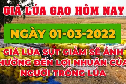 rice and paddy prices today