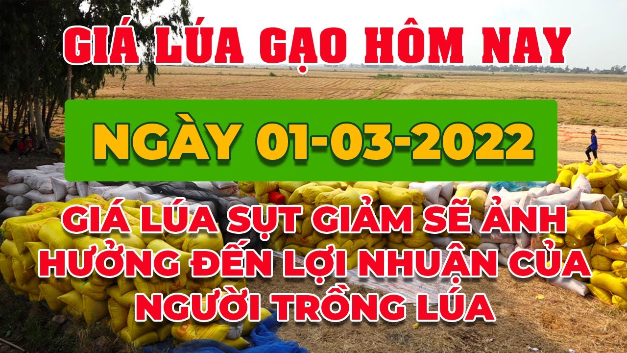 rice and paddy prices today