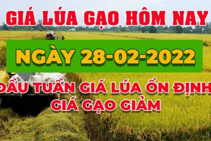 rice and paddy prices today