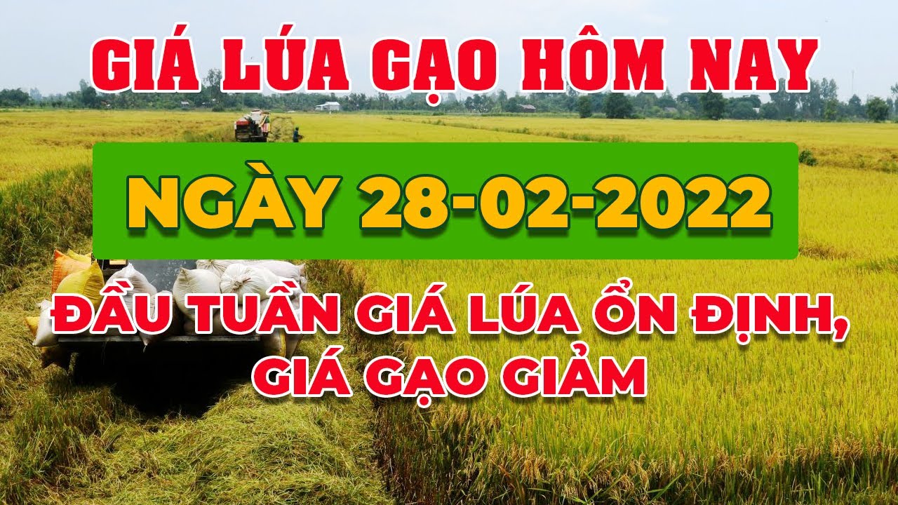 rice and paddy prices today