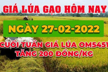 rice and paddy prices today