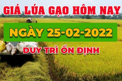 rice and paddy prices today