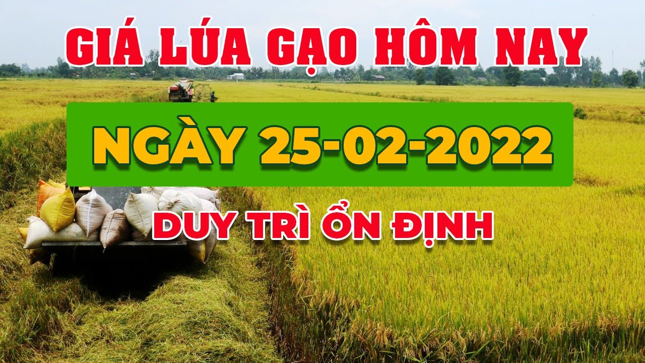 rice and paddy prices today