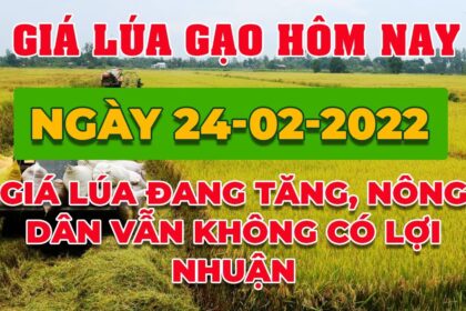 rice and paddy prices today