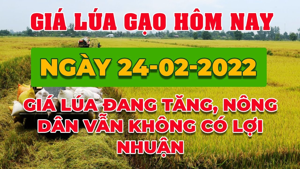 rice and paddy prices today