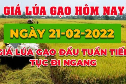rice and paddy prices today